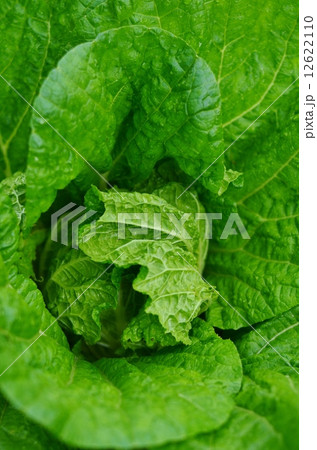 結球し始めた白菜 結球し始めた白菜 12622110
