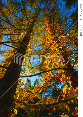 カラマツ黄葉 12622244