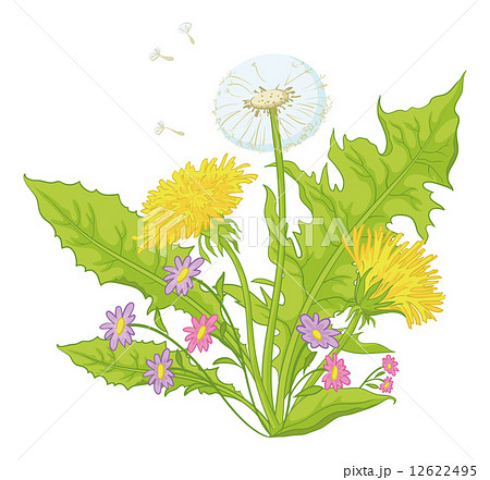Flowers dandelions with leaves 12622495