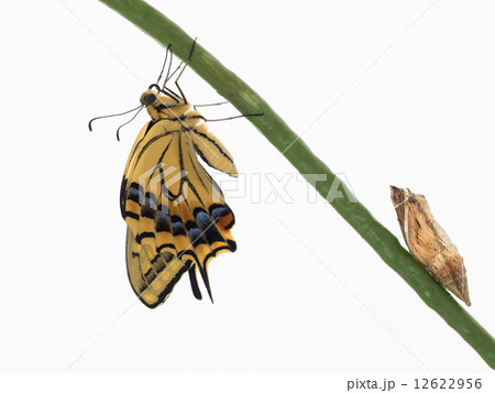孵化したばかりの黄揚羽と蛹 12622956