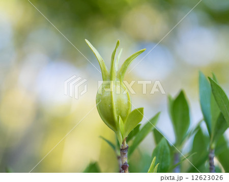 梔子のまだ青い実 梔子のまだ青い実 12623026