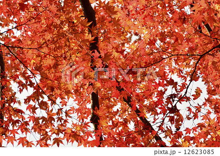 中尊寺の紅葉 中尊寺の紅葉 12623085