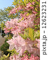 淡いピンクのツツジ 12623231