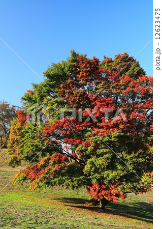 紅葉の七色大カエデ 12623475