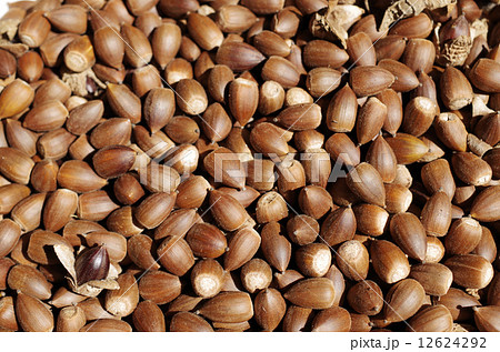 たくさんの椎の実 たくさんの椎の実 12624292