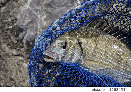 ミナミクロダイ 12624554