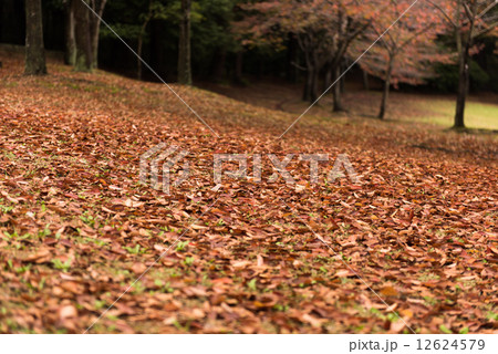 落ち葉と木々 12624579