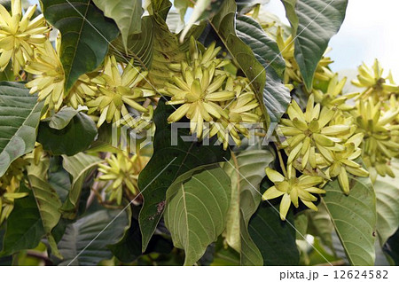 カンレンボクの実 12624582