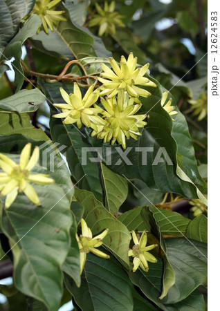 カンレンボクの実 12624583
