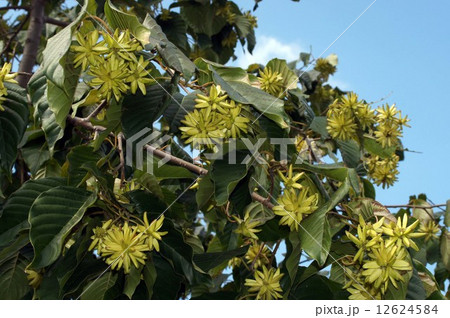 カンレンボクの実 12624584