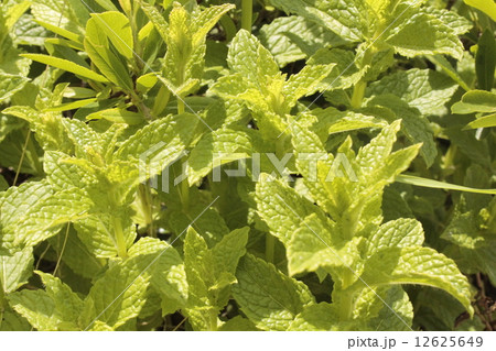 香草　いい匂い 12625649