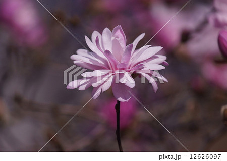 八重姫辛夷 ヤエヒメコブシと申します。 八重姫辛夷 ヤエヒメコブシと申します。 12626097