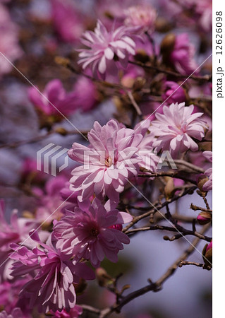 八重姫辛夷　ヤエヒメコブシと申します。 12626098