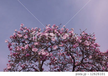 八重姫辛夷 ヤエヒメコブシと申します。 八重姫辛夷 ヤエヒメコブシと申します。 12626101