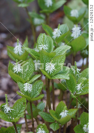 一人静 ヒトリシズカと申します。 一人静 ヒトリシズカと申します。 12626152