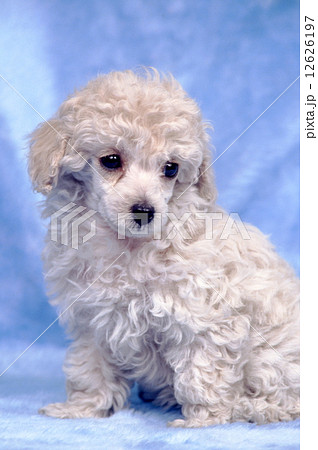 かわいい子犬 かわいい子犬 12626197