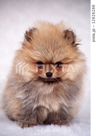 かわいい子犬 かわいい子犬 12626266