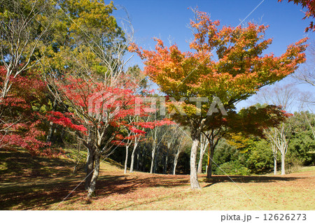 石川県森林公園 12626273