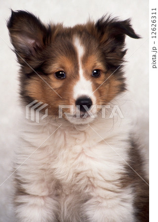かわいい子犬 12626311
