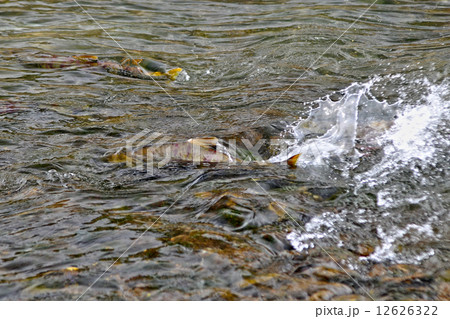鮭の遡上 鮭の遡上 12626322