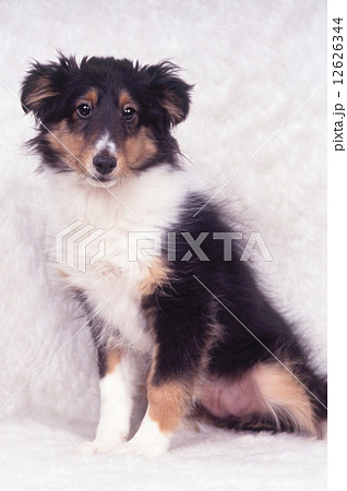 かわいい子犬 12626344
