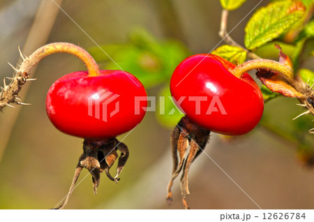 ハマナスの実 12626784