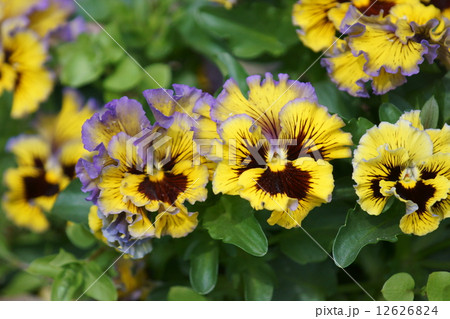 パンジー 品種はイエローブルースワールの写真素材