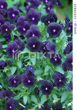 パンジー　ビオラ　品種はブラックオパール 12626829