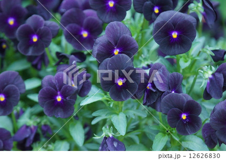 パンジー　ビオラ　品種はブラックオパール 12626830