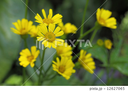 サワオグルマの花 サワオグルマの花 12627065