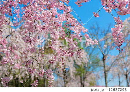 尾久の原公園の淡いピンク色の枝垂れ桜 12627298