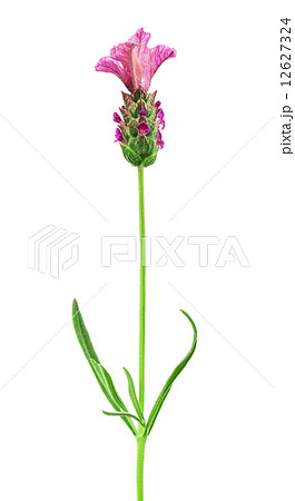 pink lavender flower 12627324
