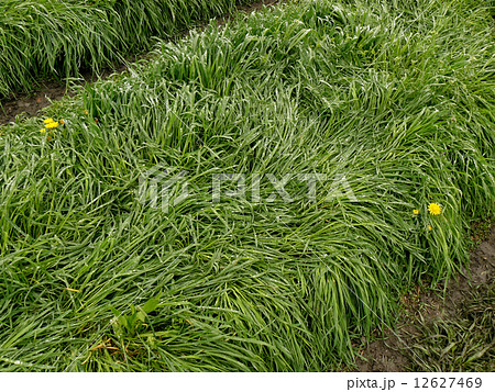 country road 12627469