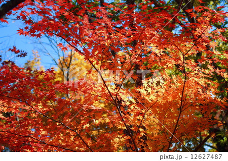 紅葉 紅葉 12627487