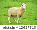 羊 12627515