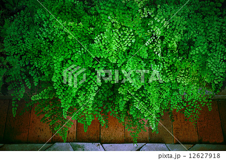 Close up green leaves of Black Maidenhair fern leaves (Adiantum Close up green leaves of Black Maidenhair fern leaves (Adiantum 12627918