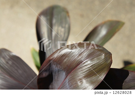 チョコレートクィーン 12628028