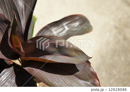 チョコレートクィーン チョコレートクィーン 12628086