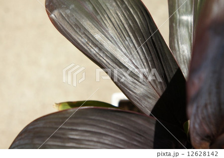 チョコレートクィーン 12628142