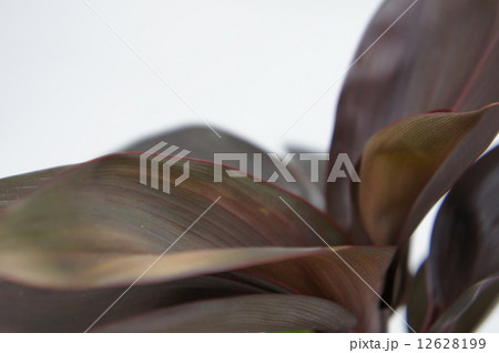 チョコレートクィーン 12628199