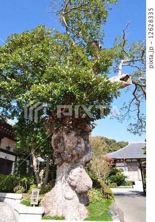 長谷寺　椨の木 12628335