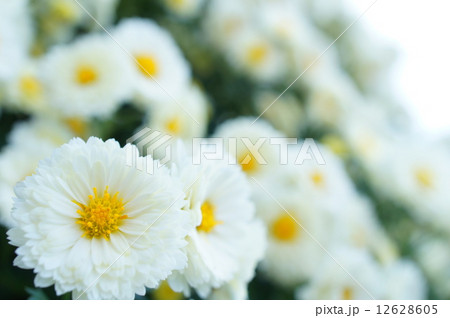 白いざる菊 白いざる菊 12628605