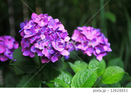 紫色の紫陽花 12628851