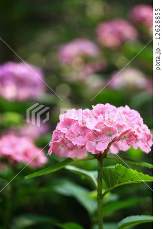 赤色の紫陽花 12628855