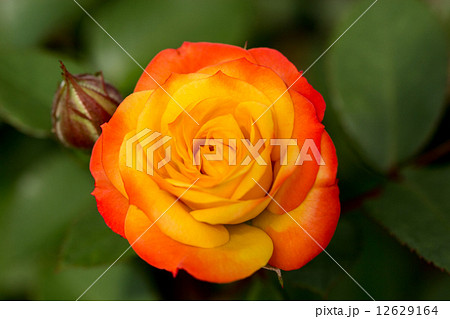 四季咲きのバラ（ルンバ） 12629164