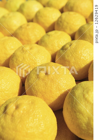 ユズ ユズ 12629419