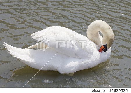 毛繕いする白鳥 毛繕いする白鳥 12629526