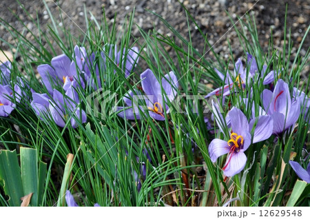 長谷寺　サフランの花 12629548
