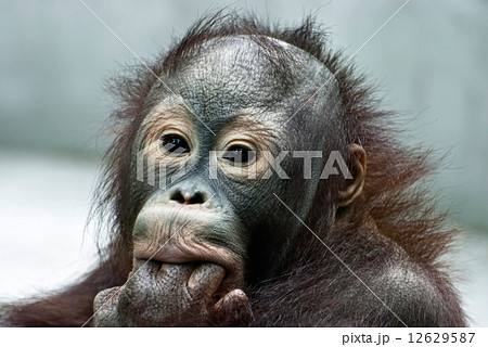 Orangutan licking the fingers (Pongo pygmaeus) 12629587