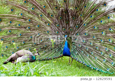 Peacock couple (Pavo cristatus) 12629591